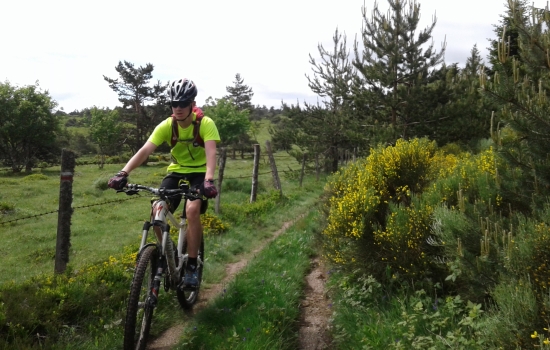 Spring in Margeride and broom in bloom