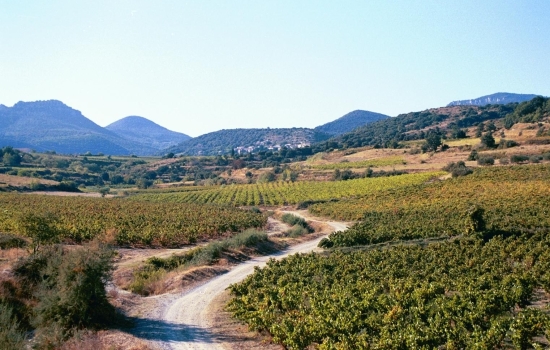 Les Terrasses du Larzac vineyard