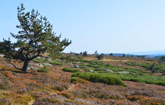 Arbre au port sculpté par les éléments