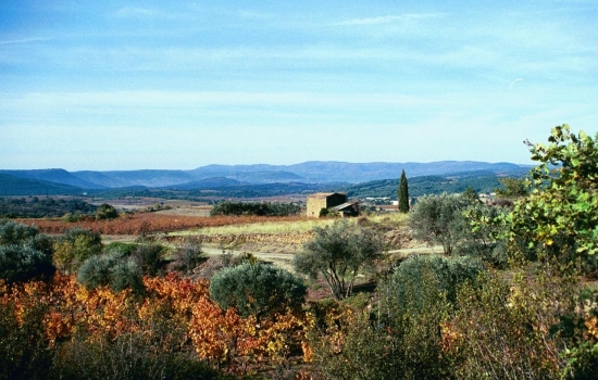 Olive trees and vineyards in Languedoc 