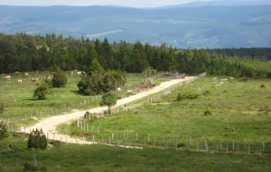 Chemin du Mont lozère