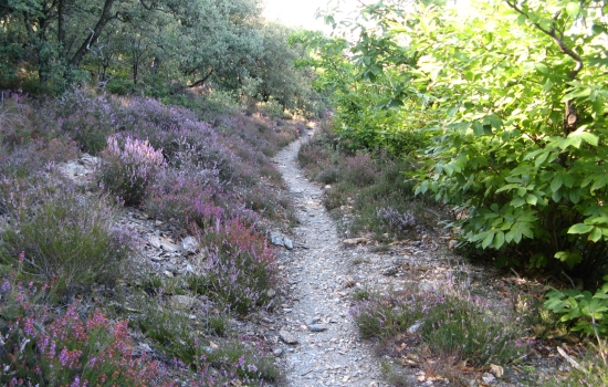 sentiers à travers la bruyère