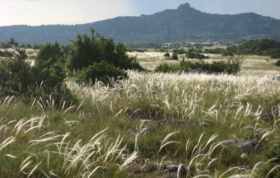 Les cheveux d'ange au mois de Juin sur le causse