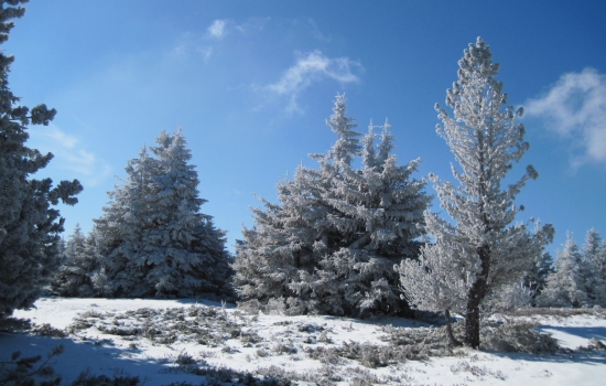 Frosty, sparkling trees 