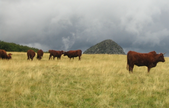 Vaches salers et Gerbier de Jonc au fond