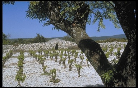 The mineral in the vineyard