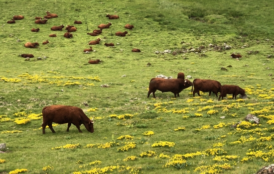 Vaches Salers en contre-bas du Puy Mary