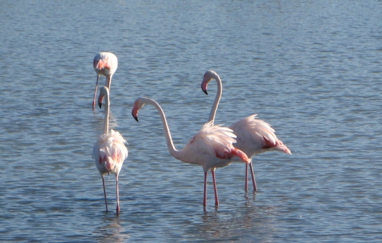 Flamingos in the Camargue