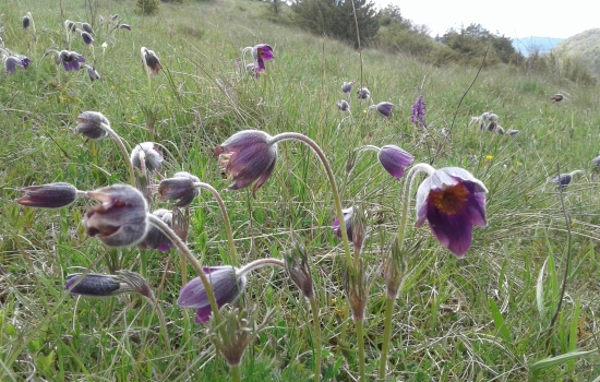 Pulsatilla anemone on the Larzac plateau in spring
