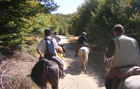 Plaisir partagé de la randonnée à cheval