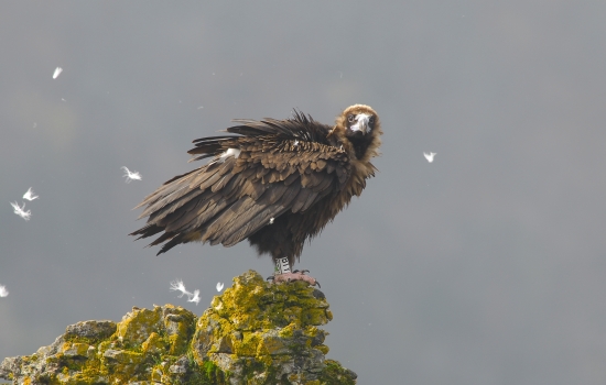 Young vulture in gorges du Tarn